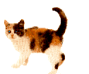 katė animuoti-vaizdai-gif
